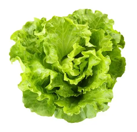 Lettuce